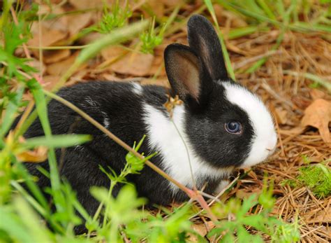 How to Care for a Pet Dutch Rabbit