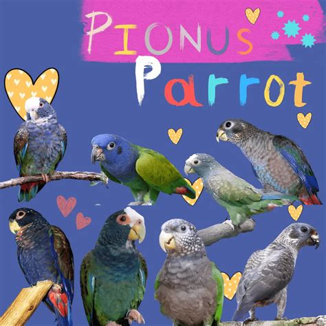 Pionus parrot - Types Habitat Diet Breeding and Lifestyle