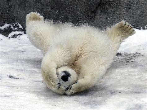 15 Adorable, Snowy Animal Pictures to Make You Feel Better About Juno ...