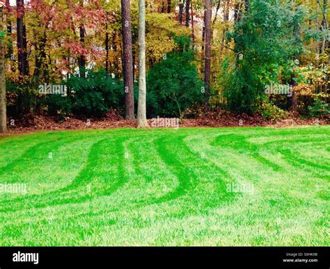 Green grass trees leaves hi-res stock photography and images - Alamy