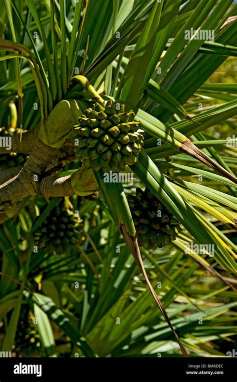 Common screwpine fruit hi-res stock photography and images - Alamy