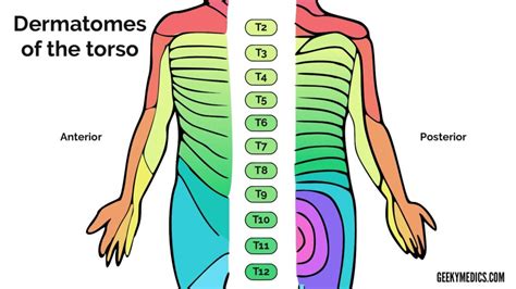 Thoracic Dermatomes Xiphoid Process - Dermatomes Chart and Map