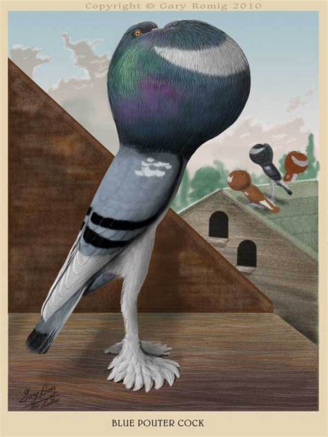 English Pouter Pigeon by Gary Romig | Pigeon, Pigeon breeds, Bird art