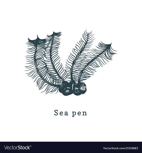 Sea pens drawing of coral Royalty Free Vector Image