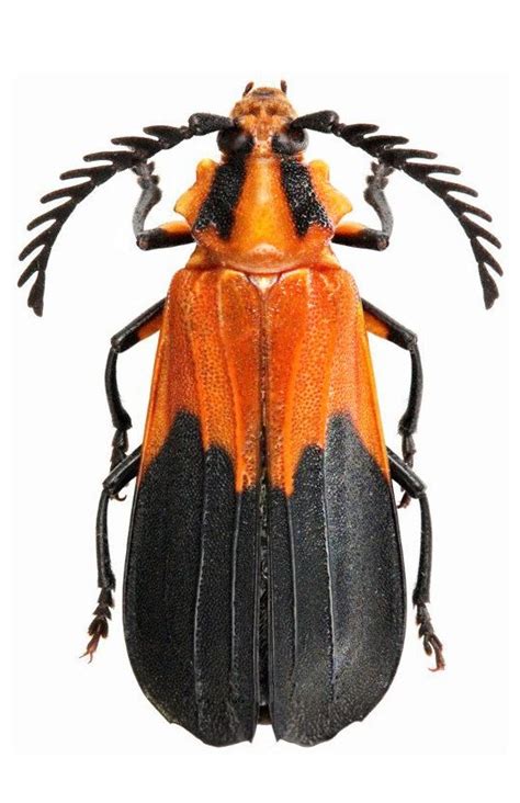 Ctenodes guianensi: I am a Lava Bug. Don't Nobody Mess with Me! | Weird ...