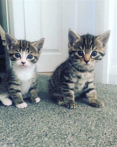 6 week old kittens for sale | in Warrington, Cheshire | Gumtree