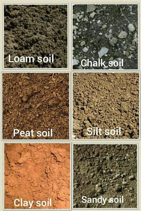 types of soil in malaysia - Vanessa Anderson