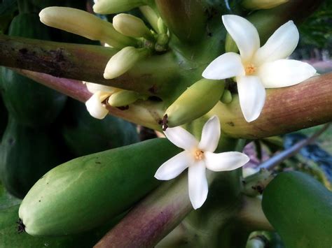 Papaya #4: FEMALE FLOWER | All Papaya trees sold in the USA … | Flickr