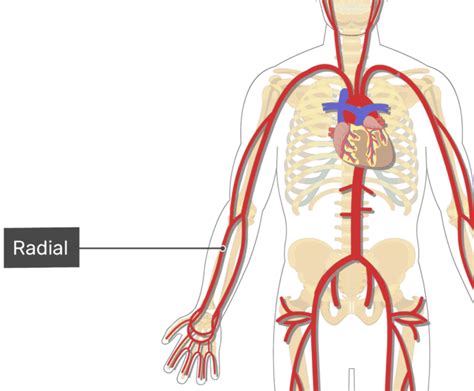 Radial Artery