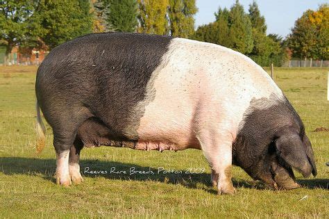 30 Hog Breeds and Species ideas | breeds, pig, domestic pig