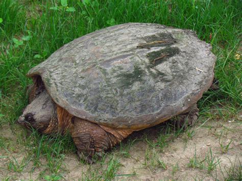 A large snapping turtle with algae growing on its back | Common snapping turtle, Snapping turtle ...