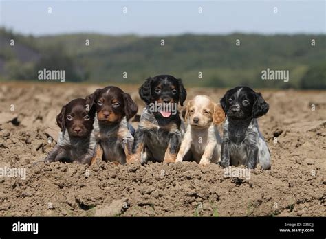 Dog Brittany Spaniel / Epagneul breton five puppies different colors sitting in a field (all ...