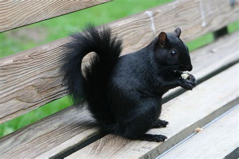 Black squirrel | Black squirrel, Cute squirrel, Squirrel