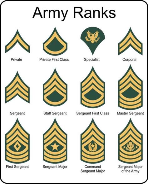 Military U.S. Army Rank insignia metal sign | Army ranks, Military ranks, Army