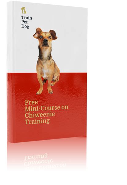 Chiweenie - Training Course on Chiweenie