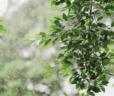 Green leaves and pouring rain in rainy day texture. Beauty falling ...