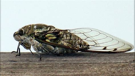 17-year cicadas set to invade the Northeast | FOX 5 DC