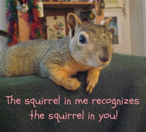 Squirrels Quotes. QuotesGram