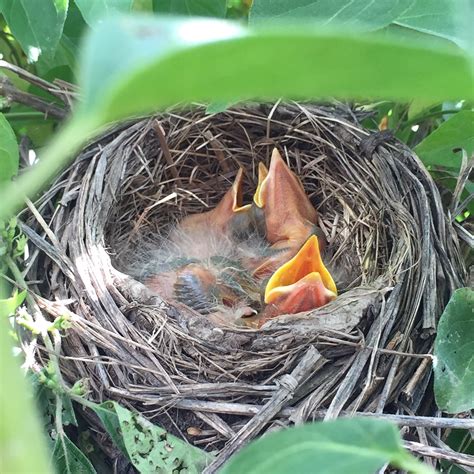 Baby Birds In Nest