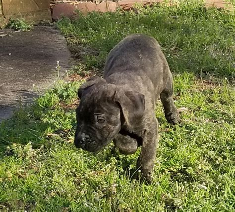 Cane Corso Puppies For Sale | Charlotte, NC #296949