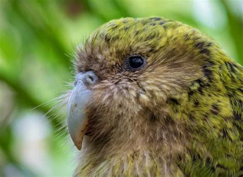 Kakapo Boom Through the Night | BirdNote