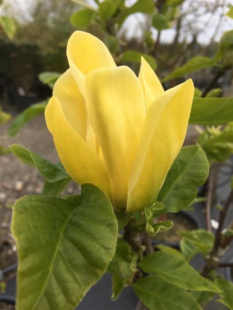 Magnolia ‘Yellow Bird’ | Planet Plants