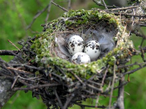 Vermillion Flycatcher Nest with Eggs | These 3 Vermillion Fl… | Flickr