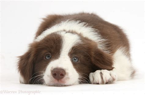 Dog: Cute Chocolate Border Collie puppy, 7 weeks old photo WP40782