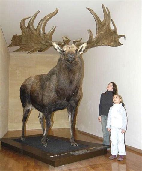 Giant elk is giant : r/BuffAnimals