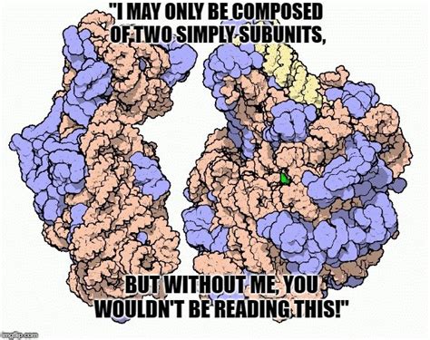 Nucleoplasm: Definition, Composition, And Function