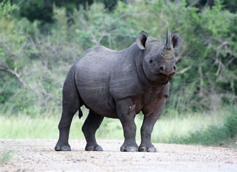 Guest Post: Helping Black Rhinos - International Rhino FoundationInternational Rhino Foundation