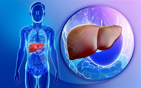 New approach to liver transplantation: Using | EurekAlert!