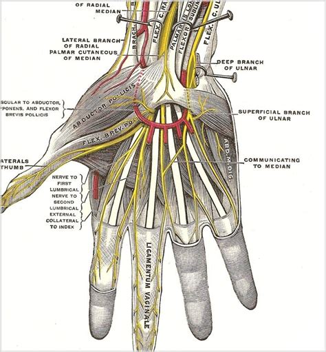 (one of you reblogged the hand circulation picture and added that you wondered what the nerves ...