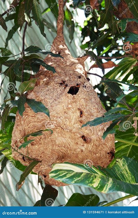 Giant Large Paper Wasp Nest on Tree Stock Image - Image of wild, pain ...