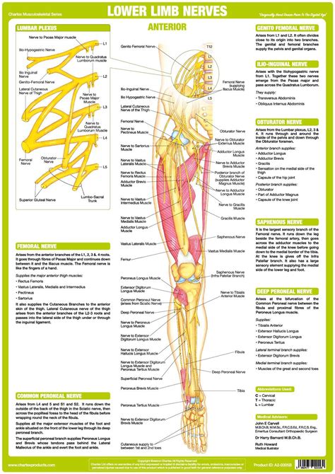 human nervous system, nerves, nervous system, spinal nerves, nerve anatomy, nerve problems