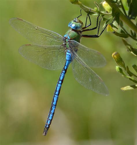 Free Dragonfly, Download Free Dragonfly png images, Free ClipArts on Clipart Library