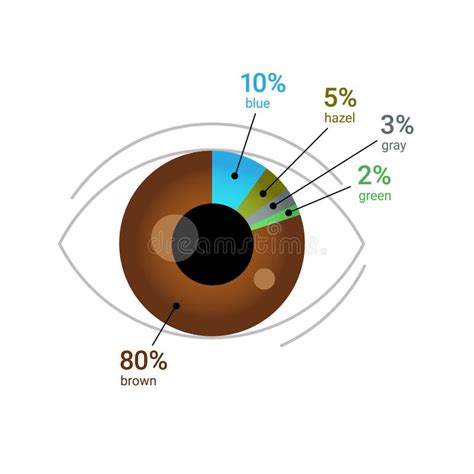 Porcentaje De Color De Ojos En Todo El Mundo. Ojo Humano Con Diagrama De Gráfico Circular ...