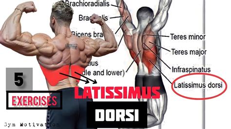 Latissimus Dorsi Exercise