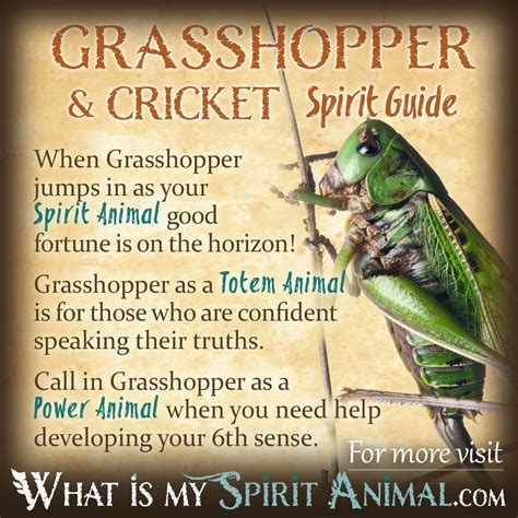 Cricket & Grasshopper Symbolism & Meaning | Spirit, Totem & Power Animal