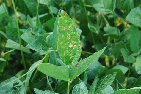 General soybean disease update: July 21, 2012 | Mississippi Crop Situation