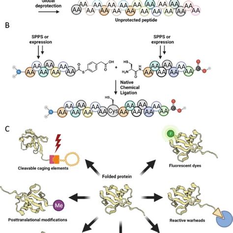 Protein synthesis as a powerful tool to produce unique proteins with... | Download Scientific ...