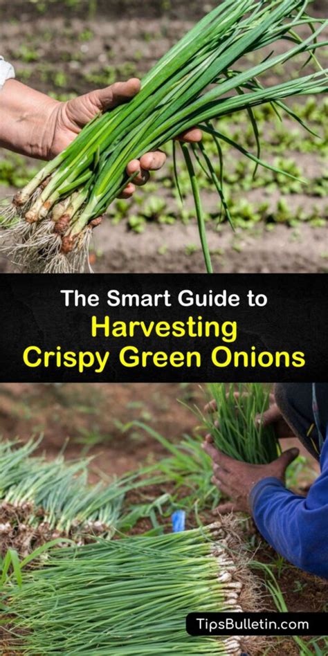 Picking Green Onions - When to Harvest Green Onions