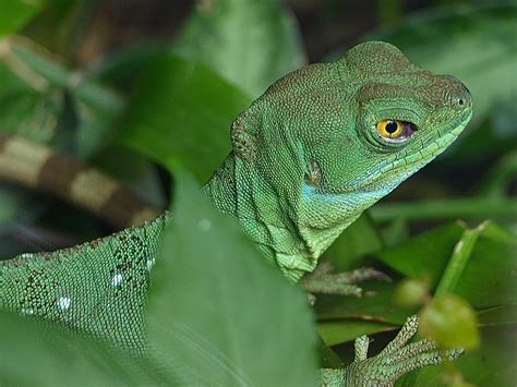 Emerald tree monitor | Every visit to London should make tim… | Flickr