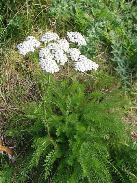 Temperate Climate Permaculture: Permaculture Plants: Yarrow