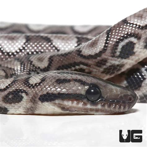 Baby Black Anery Brazilian Rainbow Boa 1 (Epicrates cenchria) For Sale - Underground Reptiles