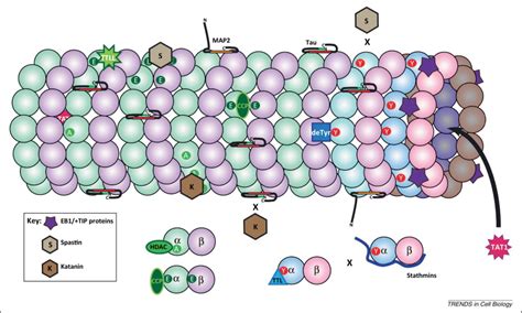 Post-translational modifications of tubulin: pathways to functional diversity of microtubules ...