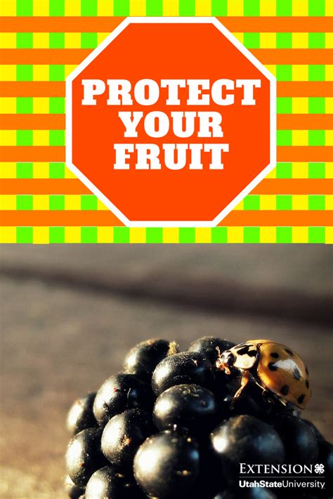 Keep your fruit trees safe this year by following these simple tips. #Fruit #Pests | Growing ...