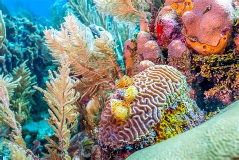 Are Coral Reefs Ecosystem Engineers? - Conserve Energy Future