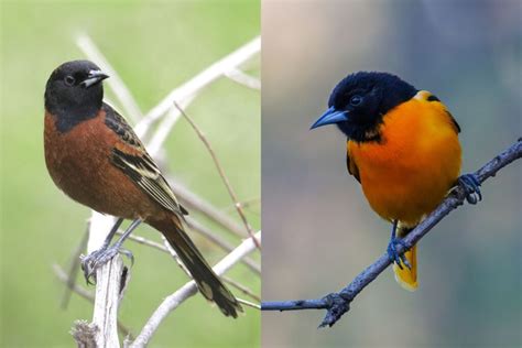 Orchard Oriole vs Baltimore Oriole: How To Tell the Difference?