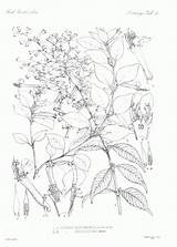 Botany Coloring Pages  Home sketch template